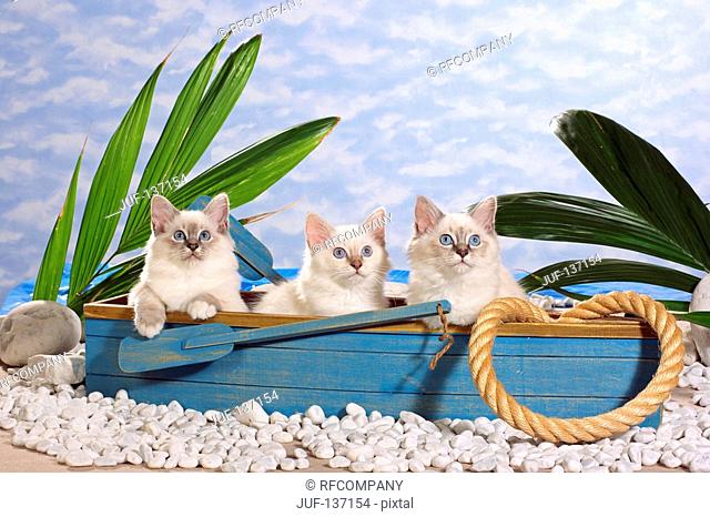 three Sacred cat of Burma kittens in boat