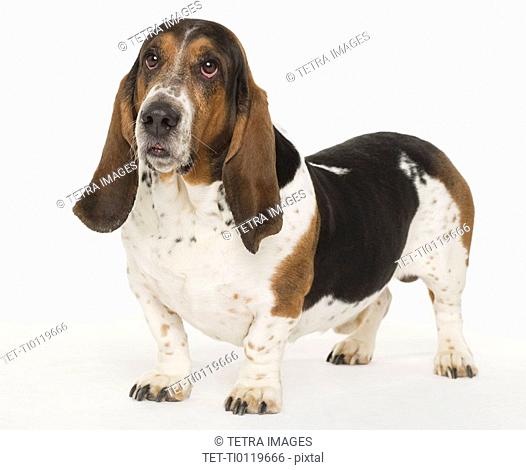 Portrait of a bassett hound