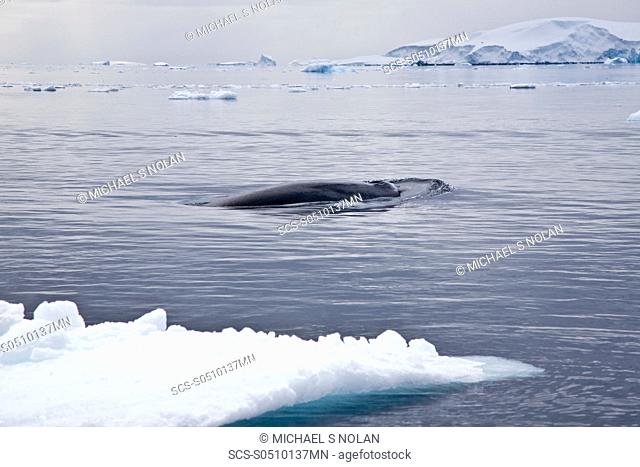 Adult Antarctic Minke Whale Balaenoptera bonaerensis surfacing in ice near Larrouy Island on the western side of the Antarctic Peninsula This whale is also...