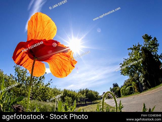 May 19, 2020, Bad Homburg (Hessen): Blossoming corn poppies in a field with sunshine Warm and sunny weather is predicted for the next few days