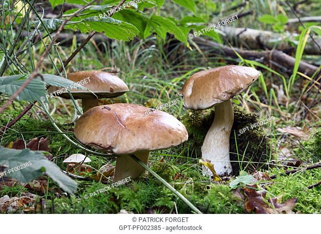 GATHERING EDIBLE MUSHROOMS (PORCINI AND BOLETUS) IN THE FOREST OF CONCHES-EN-OUCHE, EURE (27), FRANCE
