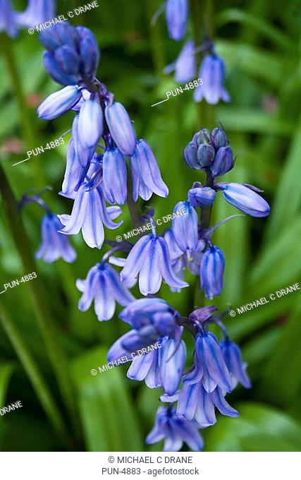 A spray of flowerheads of English bluebell Hyacinthoides non-scripta set against the background of its own green shrubbery