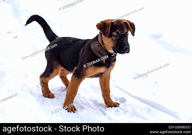 little purebred German Shepherd puppy playing in the winter snow