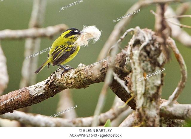Yellow-browed Tody-Flycatcher Todirostrum chrysocrotaphum perched on a branh carrying nesting material near the Napo River in Amazonian Ecuador