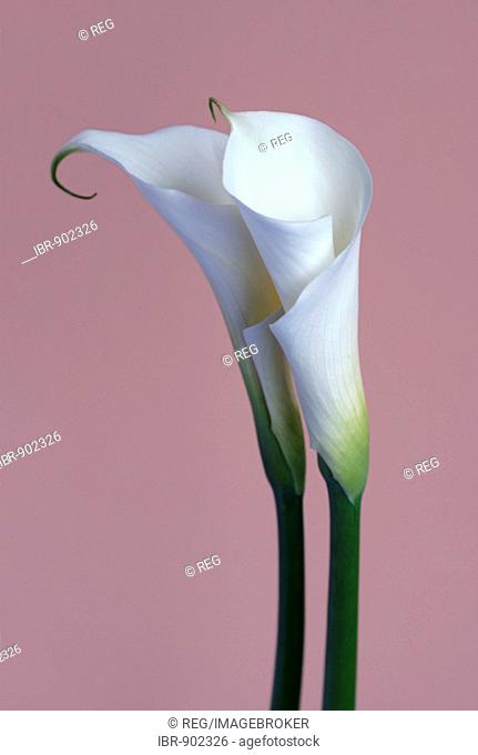 Zantedeschia (Zantedeschia), two white flowers