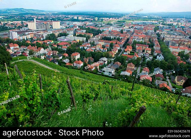 Piramida hill: vineyard in the old town of Maribor, in Slovenia
