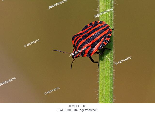Graphosoma lineatum, Italian Striped-Bug, Minstrel Bug (Graphosoma lineatum, Graphosoma italicum), sitting at a plant stem, Germany, Baden-Wuerttemberg