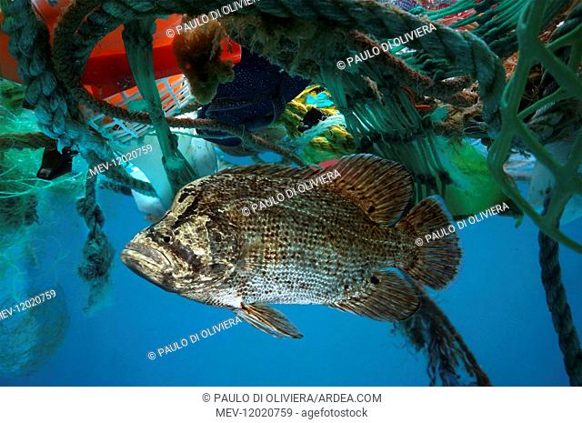 Atlantic tripletail or tripletail, Lobotes surinamensis, hidden in the middle of floating trash. Adults are often found near the surface over deep, open water