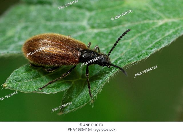 Darkling beetle Lagria hirta - De Geelders, Schijndel, Meierij, North Brabant, The Netherlands, Holland, Europe