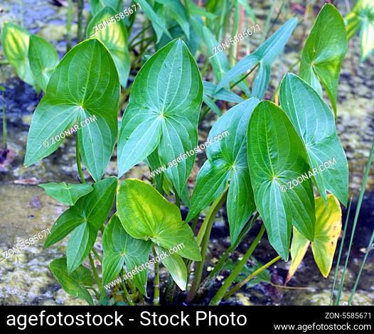 Pfeilkraut, Sagittaria sagittifolia, Froschloeffelgewaechse, Wasserpflanzen -