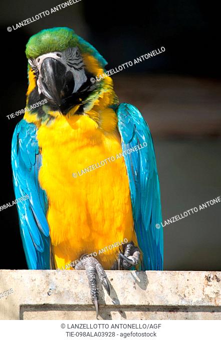Europe, Italy, Rome, The Bioparco, blue-and-yellow macaw, Ara ararauna parrot