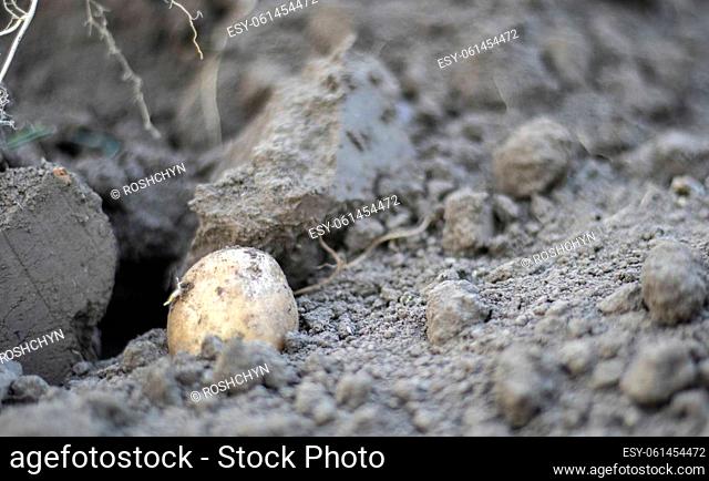 Fresh organic potatoes on the ground in a field on a summer day. Harvesting potatoes from the soil. Low angle freshly dug or harvested potatoes on rich brown...