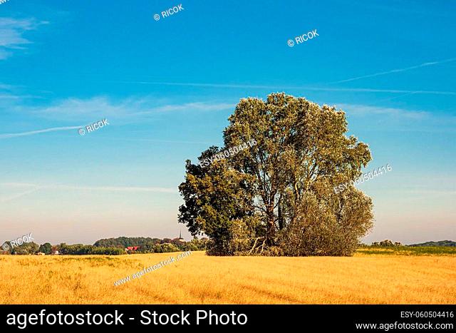 Landscape with field and trees near Hohen Demzin, Germany