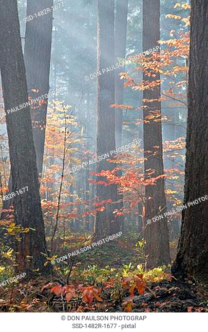 Smoke in a forest, Rogue River National Forest, Oregon, USA