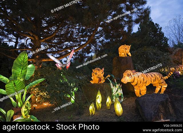 The Stone Mountain with illuminated Pinus - Pine tree, plant, butterfly and tiger lanterns during the annual Magic of Lanterns exhibit in Chinese Garden at dusk...