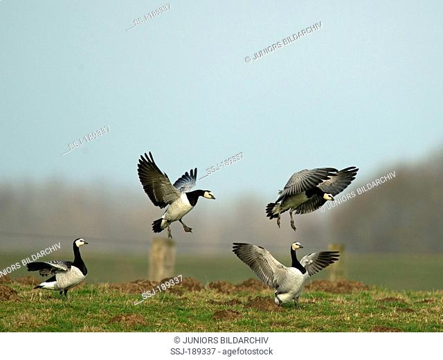 Barnacle Goose (Branta leucopsis). Four adults in landing approach. Netherlands