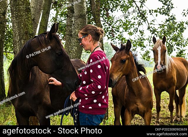 Horses help to graze the grass in the Kosteliska bird park near Dubnany, Hodonin region, Czech Republic, August 9, 2023. Pictured horse groomer Marta Stehlikova