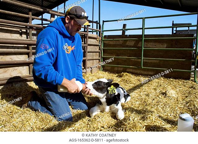 Livestock - A dairy producer feeds colostrum to a newborn Holstein dairy calf just ten hours old. Colostrum is the first lacteal secretion produced by the...