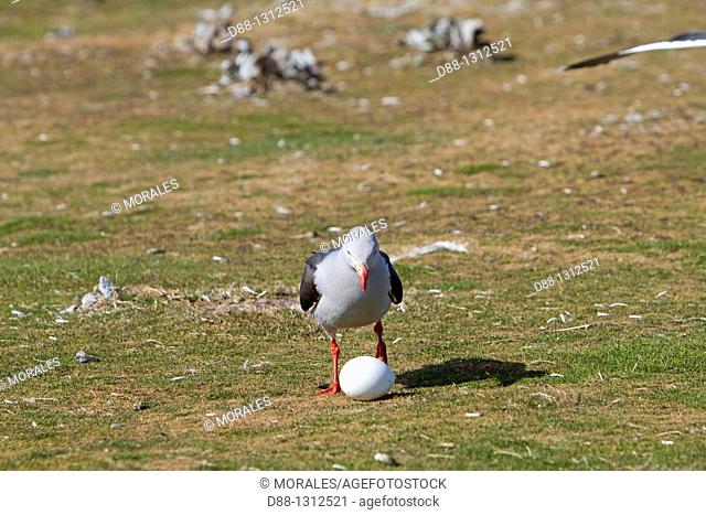 Falkland Islands , Sea LIon island , Dolphin Gull  Larus scoresbii  with an egg of Gentoo Penguin , Order:Charadriiformes family : laridae