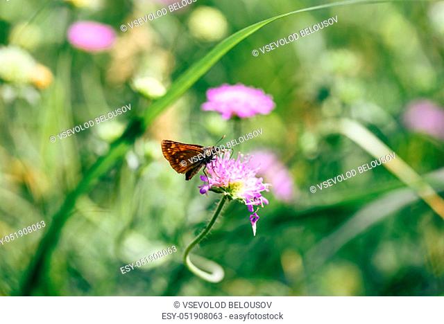 Orange butterfly sitting on the pink flower