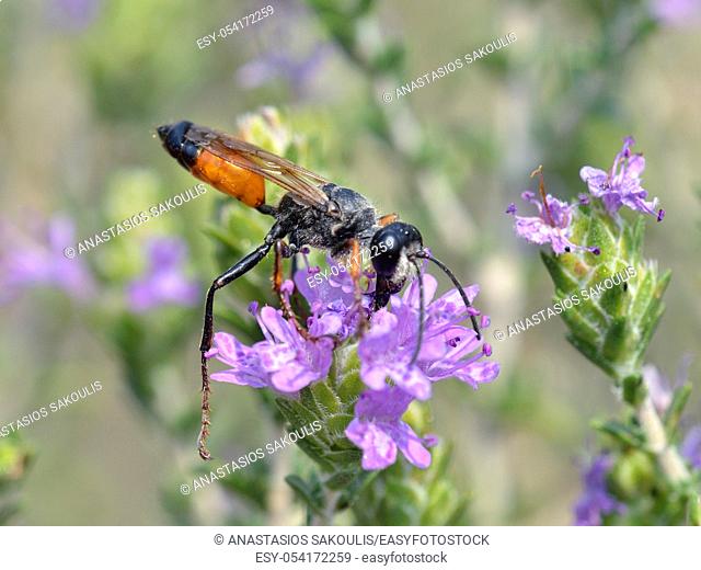 Sphex funerarius, the golden digger wasp, is a species of digger wasp belonging to the family Sphecidae, Greece