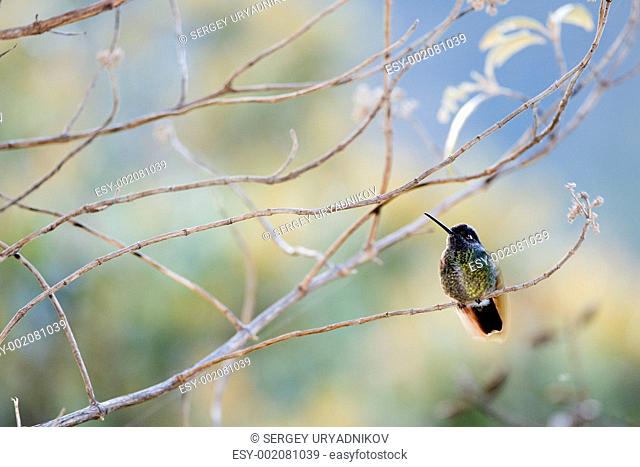 The humming-bird in branches