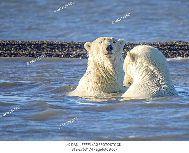 Alaska Arctic Polar Bears Swimming
