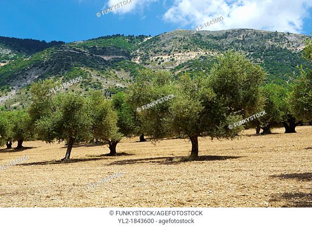 Some of the Olive Trees that cover 55 of Kefalonia, Ionian Islands, Greece