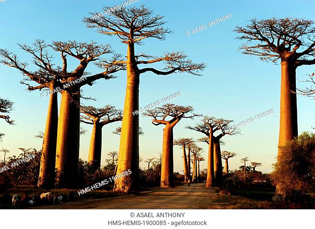 Madagascar, Menabe region, Morondava, Baobab Alley, view on Adansonia Grandidieri