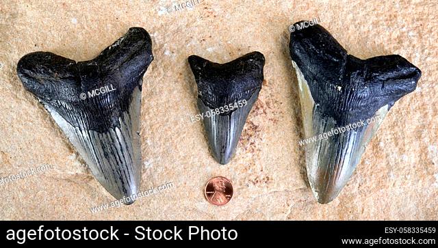 Megalodon shark teeth around 45 million years old