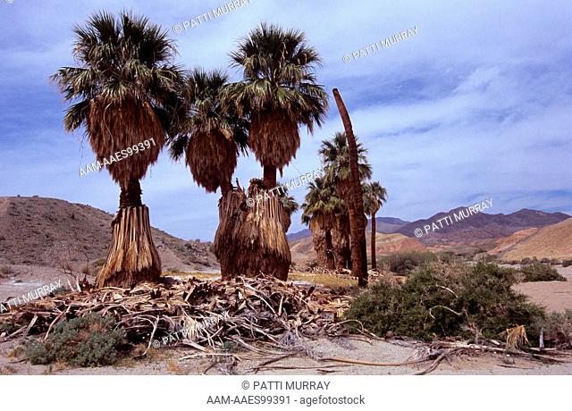 17 Palm Oasis, CA Fan Palm (Washingtonia filifera) Anza Borrego Desert SP, CA California