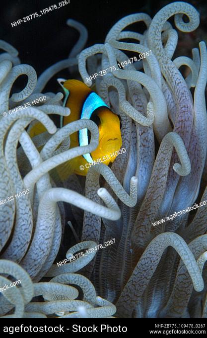 Clownfish  Date: 25/09/2003  Ref: ZB775-109478-0267  COMPULSORY CREDIT: Oceans Image/Photoshot