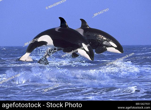 Orcas, killer whales (Orcinus orca), orcas (animals) (outside) (outdoor) (side) (adult) (movement) (motion) (jump) (jumping) (pair) (pair) (two) (landscape)...