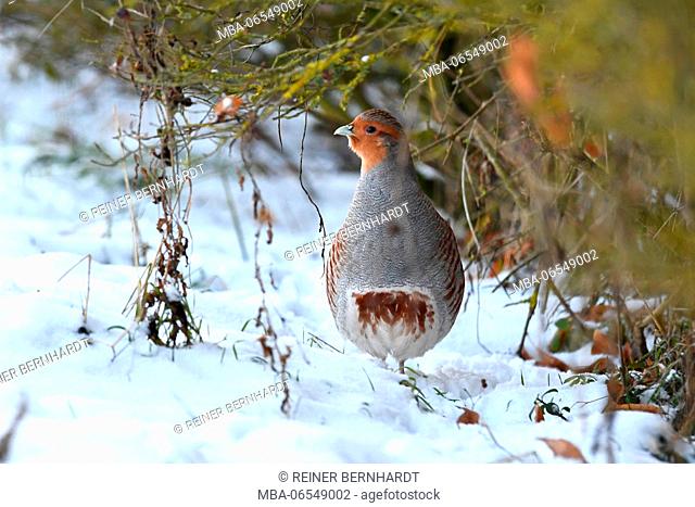 Partridge in the snow, Perdix perdix