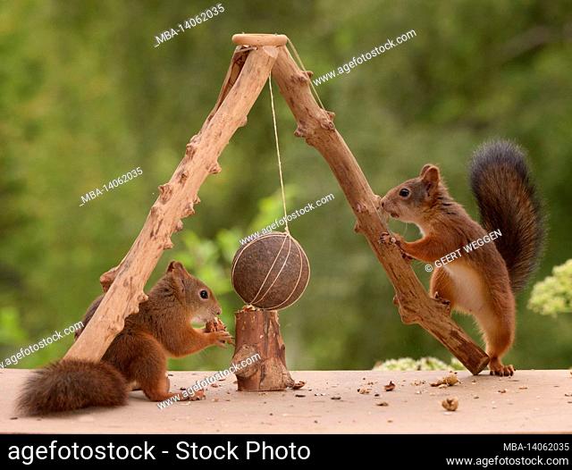 red squirrels and a iron ball with a crashed nut beneath