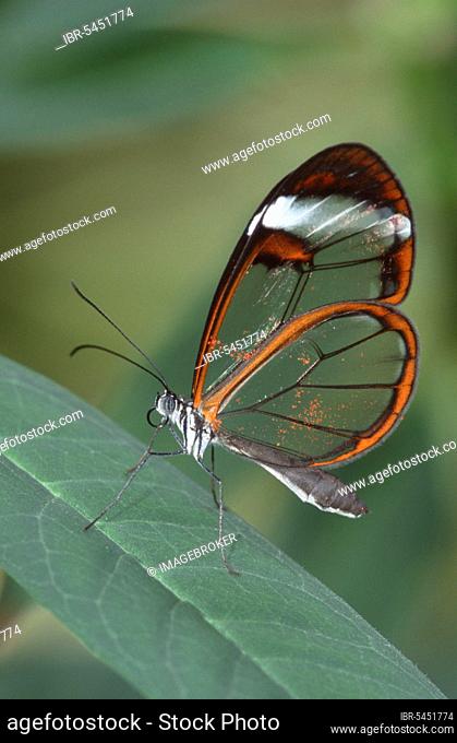 Glasswing Butterfly (Greta oto), side