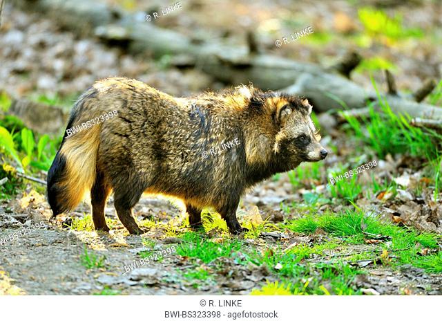 raccoon dog (Nyctereutes procyonoides), in a forest in morning light, Germany, Hesse