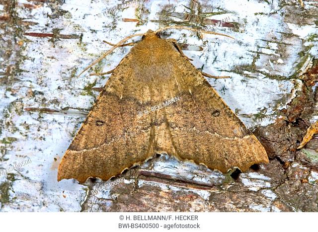 Scalloped hazel moth, Scalloped hazel (Odontopera bidentata, Gonodontis oreas), on bark, Germany
