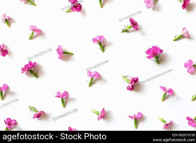 Pink flowers on white background. flat lay, top view