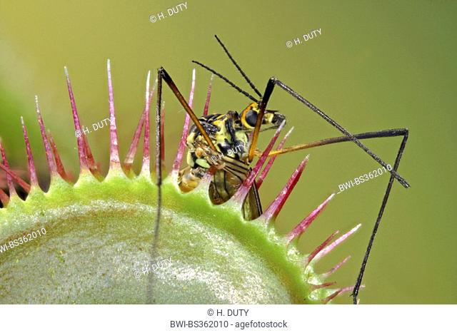 Venus Flytrap, Venus's Flytrap, Venus' Flytrap, Venus Fly Trap, Venus's Fly Trap, Venus' Fly Trap, Fly-Trap (Dionaea muscipula), with cranefly in the trap