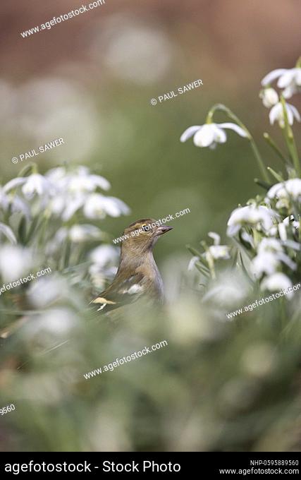 Common Chaffinch (Fringilla coelebs) adult female standing among Snowdrop (Galanthus nivalis) flowers, Suffolk, England, February, Credit:Paul Sawer / Avalon