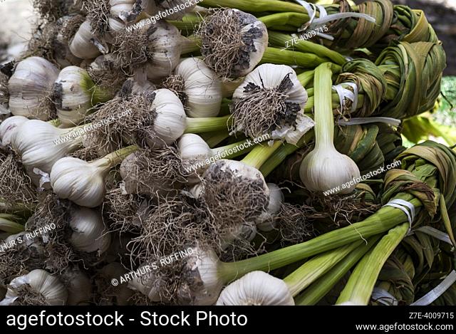 Garlic (Allium sativum) bulbs, market stand. Metropolitan City of Catania, Sicily, Italy