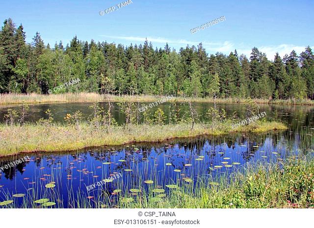 Summer Marshland Lake in Finland