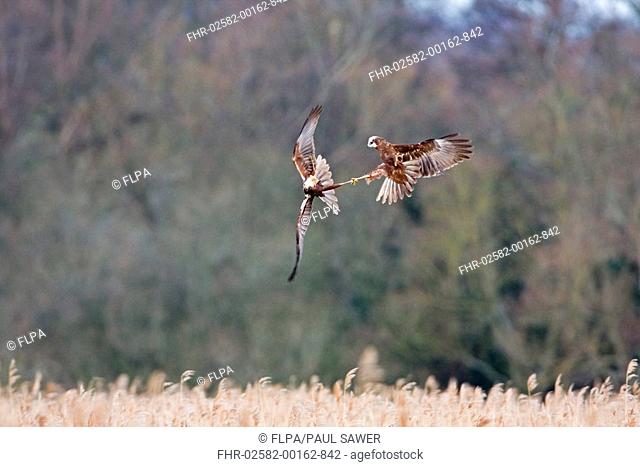 Western Marsh Harrier Circus aeruginosus two adult females, in flight, fighting, Minsmere RSPB Reserve, Suffolk, England, march