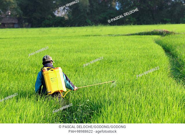 Vietnamese farmer at work in his rice field. Spraying pesticide. Hoi An. Vietnam. | usage worldwide. - Hoi An/Quang Nam/Vietnam