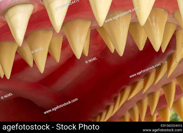 Detail of the megalodon's teeth. The Megalodon is an extinct megatoothed shark that existed in prehistoric era
