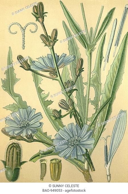 Historical chromo image 1880 of medicinal plant wild chicory, blue daisy, chicory, cichorium intybus