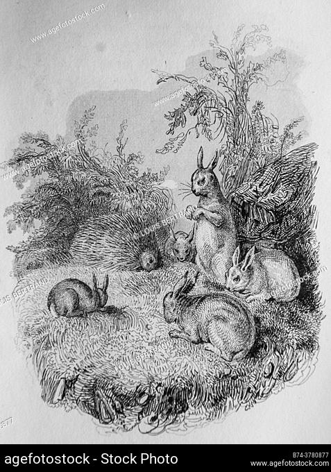 El erizo y los conejos, fábulas florianas ilustradas por victor adam, editor delloye, desme 1838