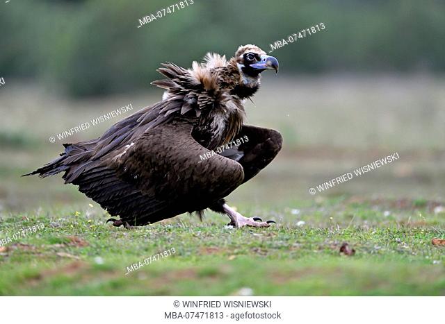 Black Vulture (Aegypius monachus) at bait place, Extremadura, Spain
