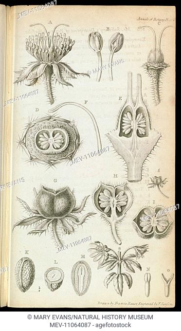 Bauera rubioides - Anonymous copper engraving based on a drawing by Franz Bauer. Annals of Botany 1: t. 10, London, 1805